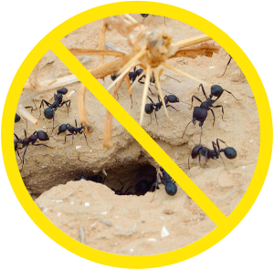 Fourmis des paves interdites.