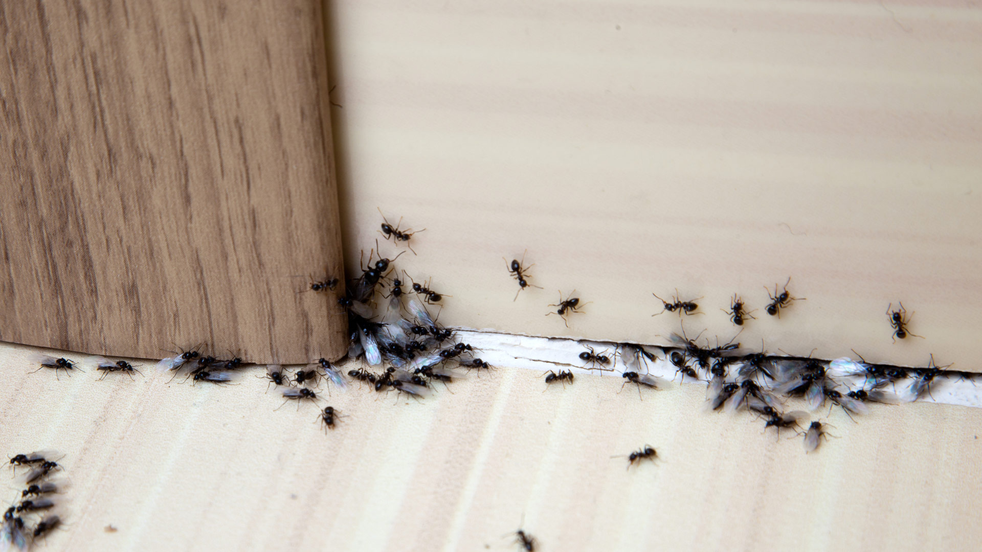 Fourmis dans le bas d'un mur.