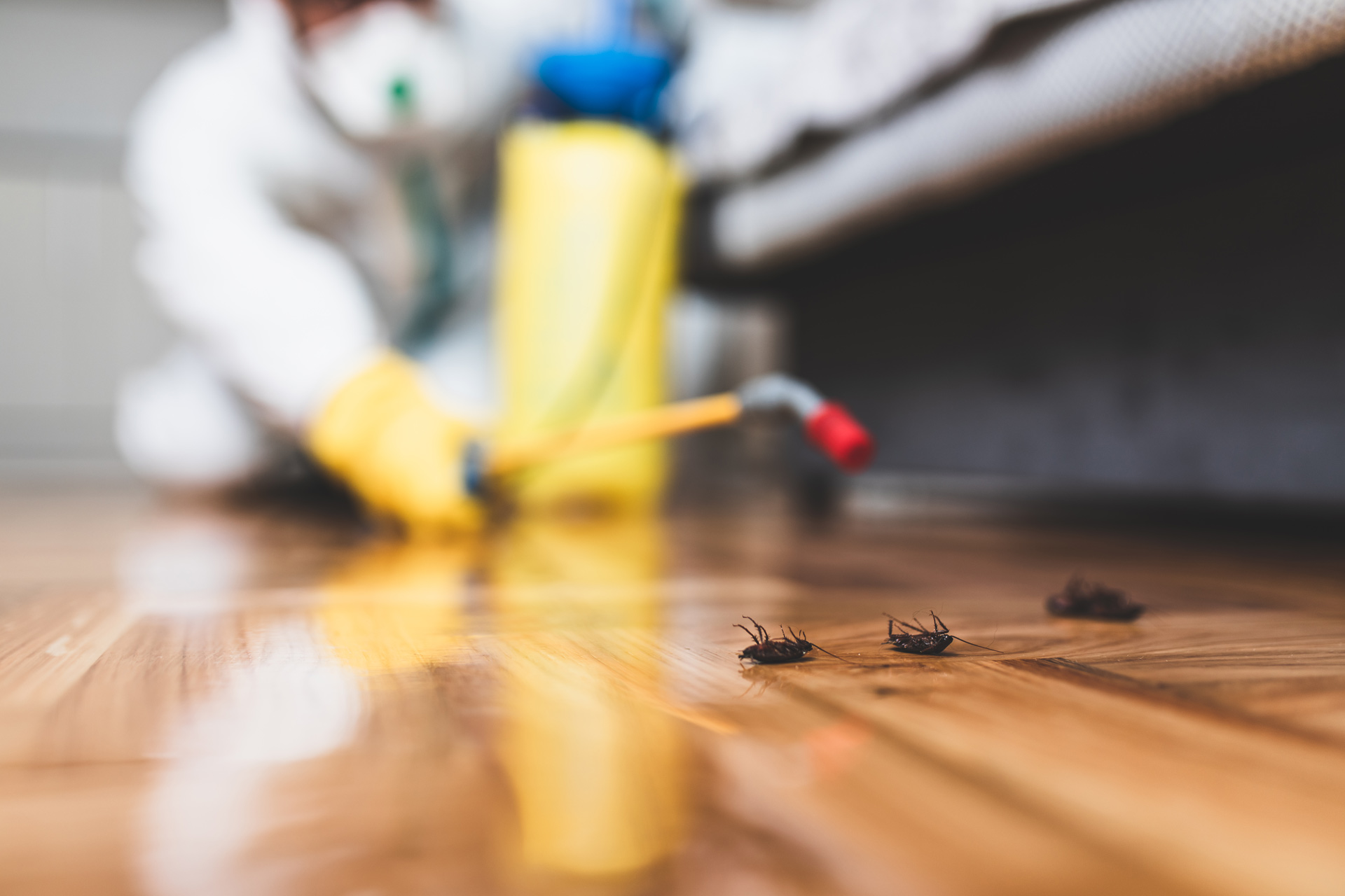 Exterminateur et insectes morts sur le plancher.