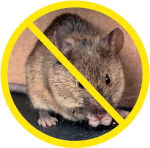 Souris commune interdite.