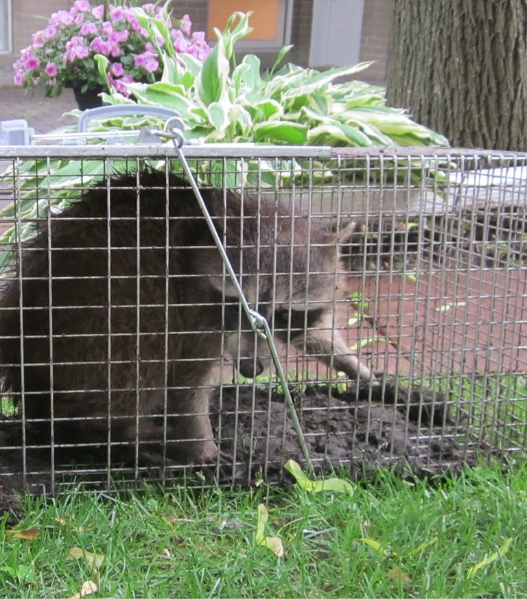 Raton laveurs en cage.